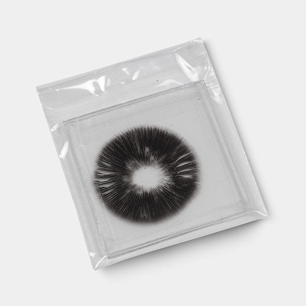 McKennaii Spore Print detail