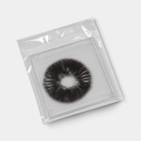 McKennaii Spore Print detail