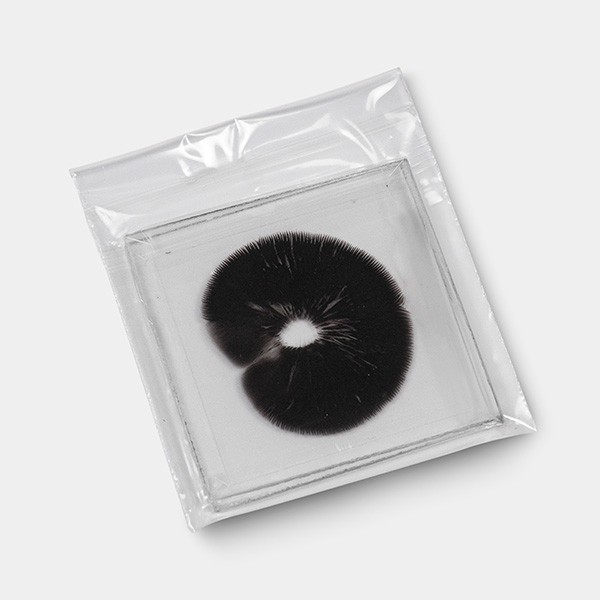 B+ Spore Print detail