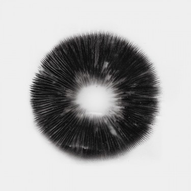 McKennaii Spore Print