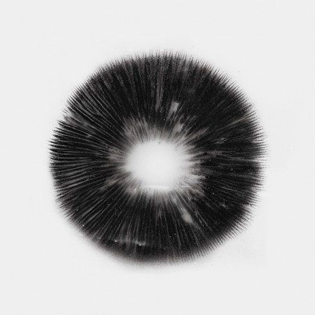 McKennaii Spore Print