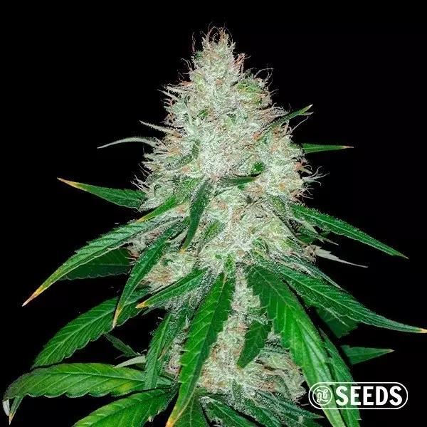 View Bulk Auto Wedding Cake 100% Feminized - GB