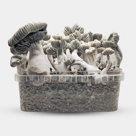 Jack Frost Magic Mushroom Grow Kit