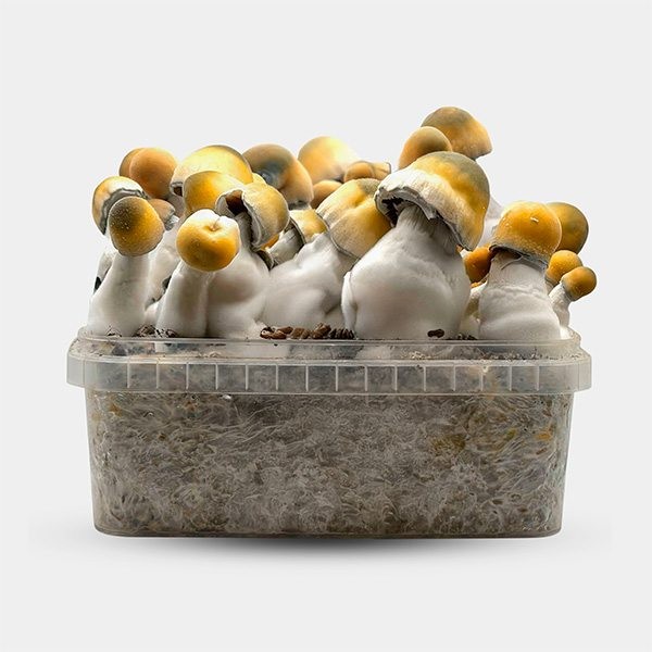 View Bluey Vuitton mushroom grow kit