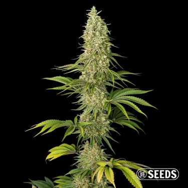 Super Silver Haze Feminized Bulk