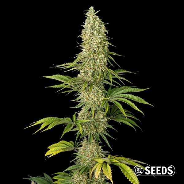 View Super Silver Haze Seeds - GB The Green Brand