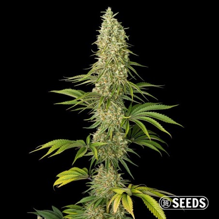 Super Silver Haze Seeds - GB The Green Brand