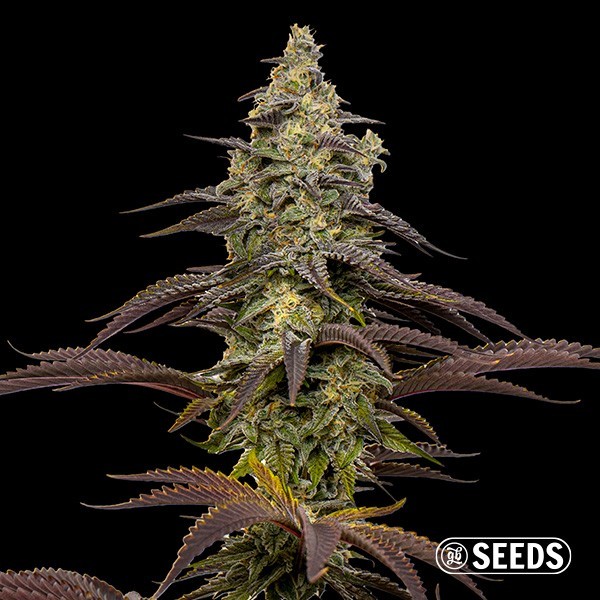 View Animal Cookies Seeds - GB The Green Brand