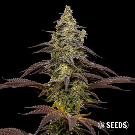 Animal Cookies Seeds - GB The Green Brand