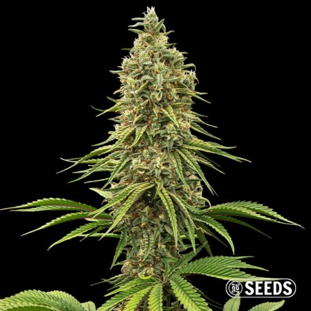 Rainbow Chip Seeds - GB The Green Brand