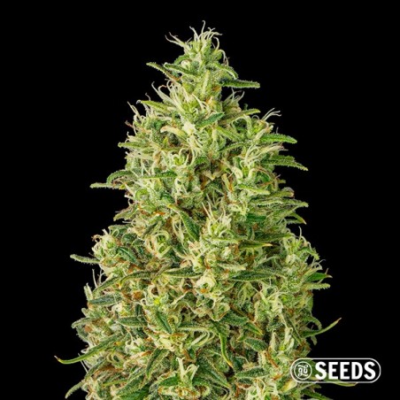 Auto Super Silver Haze Seeds  - GB The Green Brand