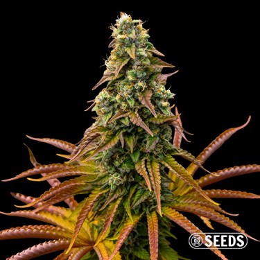 Auto Animal Cookies Seeds - GB The Green Brand