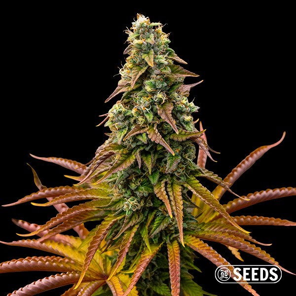 View Auto Animal Cookies Seeds - GB The Green Brand