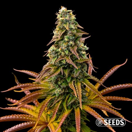 Auto Animal Cookies Seeds - GB The Green Brand
