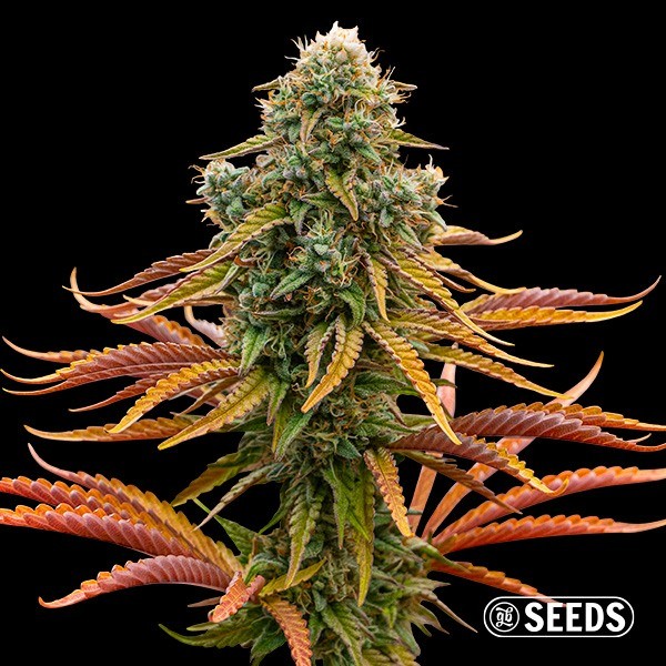 View Auto Rainbow Chip Seeds - GB The Green Brand