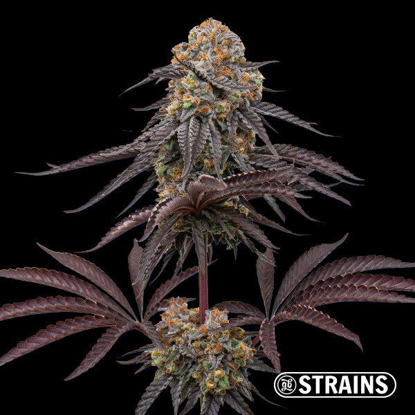 View Sangria Feminized Seeds - GB The Green Brand