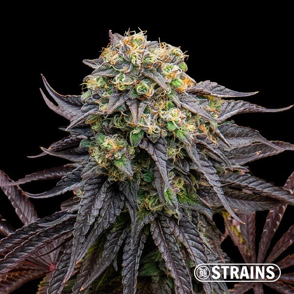 View Feminized seeds Slapz - GB The Green Brand