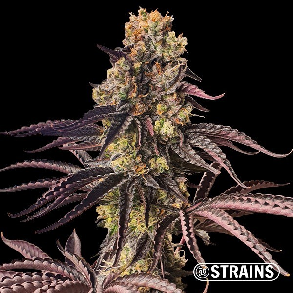 View Feminized seeds Spritzer - GB The Green Brand