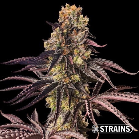 Feminized seeds Spritzer - GB The Green Brand