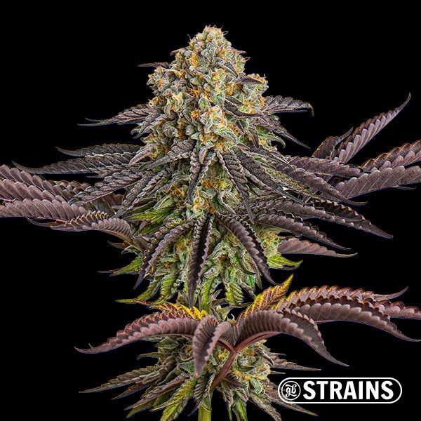View Auto Sangria Seeds GB Strains - GB The Green Brand