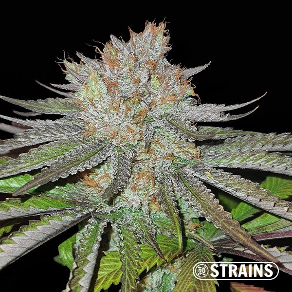 View MAC BX1 Capulator Reagular Seeds GB Strains - GB The Green Brand