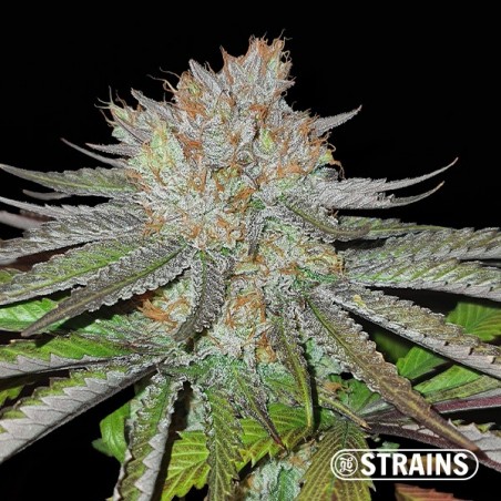 MAC BX1 Capulator Reagular Seeds GB Strains - GB The Green Brand