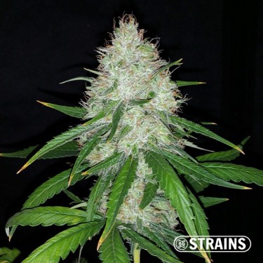 Auto Strawberry Cake CBD
