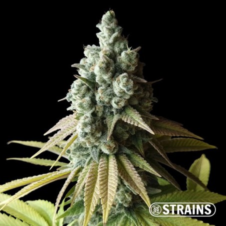 Chocolookies (Limited edition) by GB Strains - GB The Green Brand