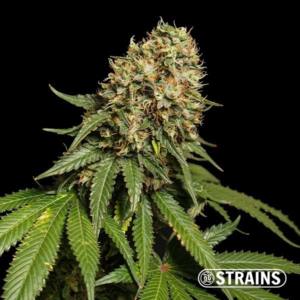 View Blue Cheese Fast CBD by GB Strains - GB The Green Brand