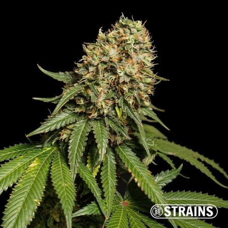 Blue Cheese Fast CBD by GB Strains - GB The Green Brand