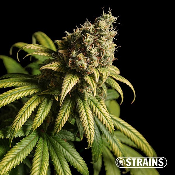 View Strawberry Cake Fast CBD by GB Strains - GB The Green Brand