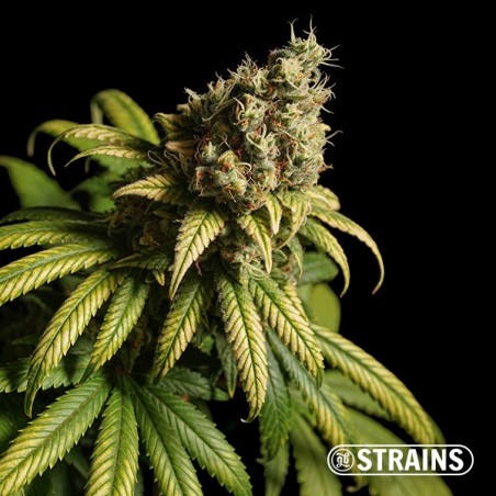 Strawberry Cake Fast CBD by GB Strains - GB The Green Brand
