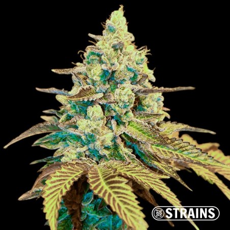Auto Ice Cream Cake XXL GB Strains Seeds - GB The Green Brand