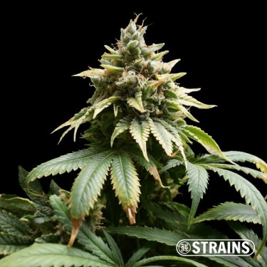 Auto M.A.C. (Miracle Allien Cookies) XXL