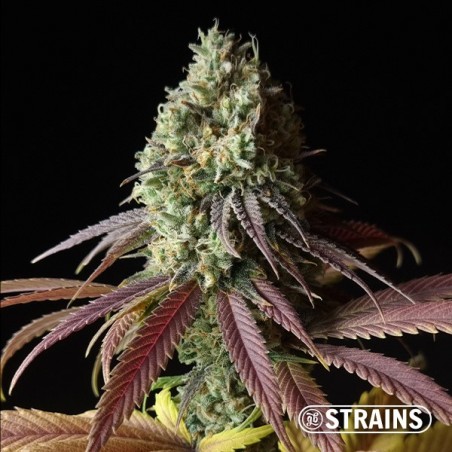 Auto Fruntz XXL Cheap seeds GB Strains - GB The Green Brand