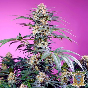 Monster Maker feminised seeds - GB The Green Brand