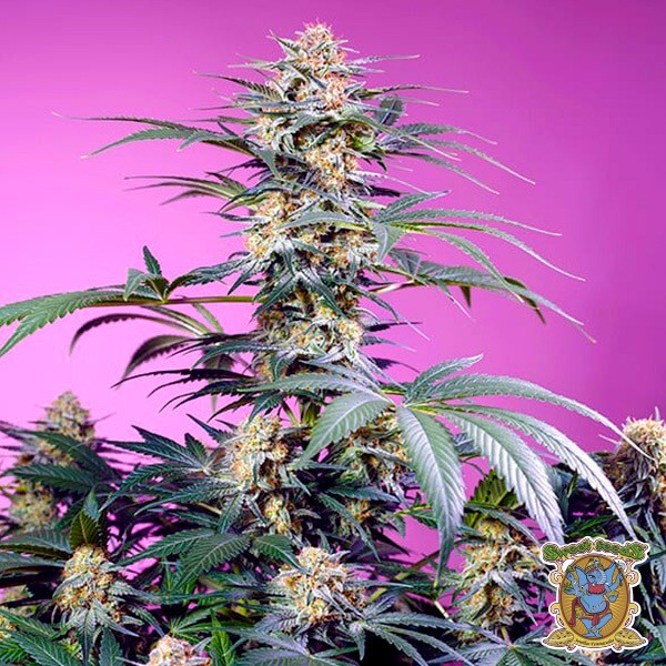 View Monster Maker feminised seeds - GB The Green Brand