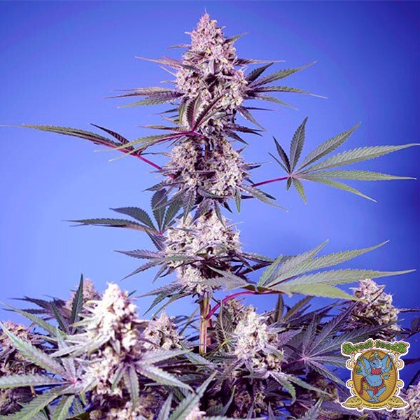 View Mental Rainbow F1 Fast Version Seeds - GB The Green Brand