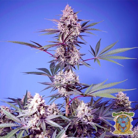 Mental Rainbow F1 Fast Version Seeds - GB The Green Brand