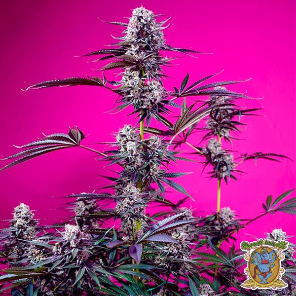 View Studio 54 Stardust Auto Seeds- GB The Green Brand