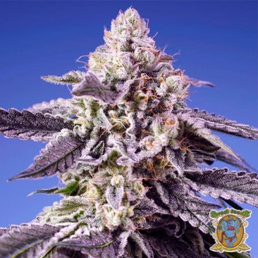 Permanent Jealousy XL Auto Seeds - GB The Green Brand
