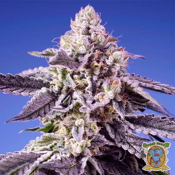 View Permanent Jealousy XL Auto Seeds - GB The Green Brand