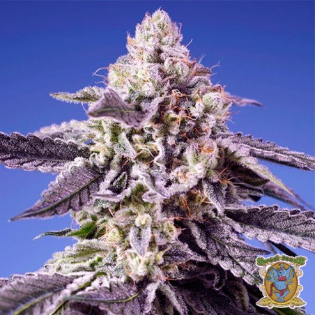Permanent Jealousy XL Auto Seeds - GB The Green Brand