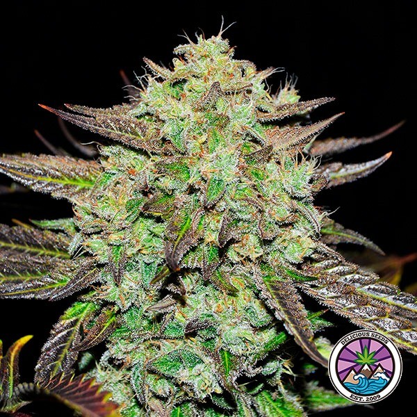 View Purple Mango Kush feminized seeds - GB The Green Brand