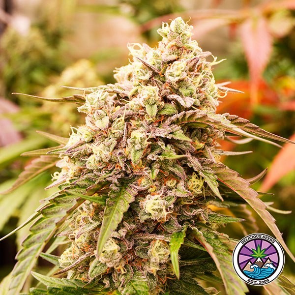 View Sunday Punch Early Version Seeds - GB The Green Brand