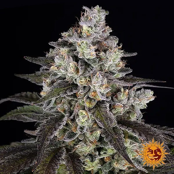 View Trainwreck