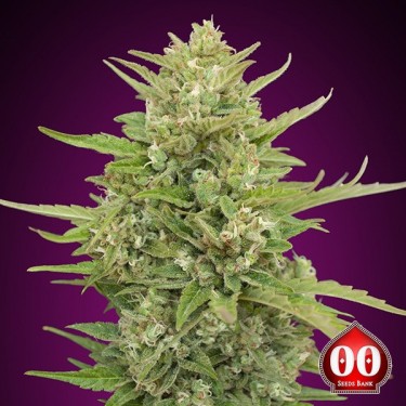 View Auto Super Skunk by 00 Seeds - Grow Barato