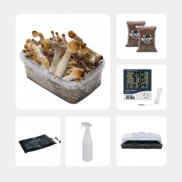 GB Mycological Study Kit Intermediate Level Mexicanas