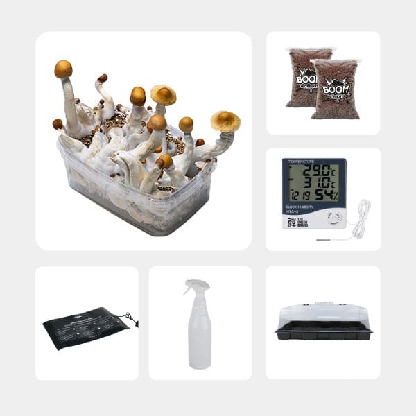 GB Mycological Study Kit Intermediate Level Golden Teacher