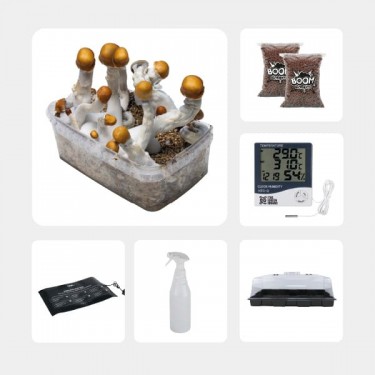 GB Mycological Study Kit Intermediate Level B+